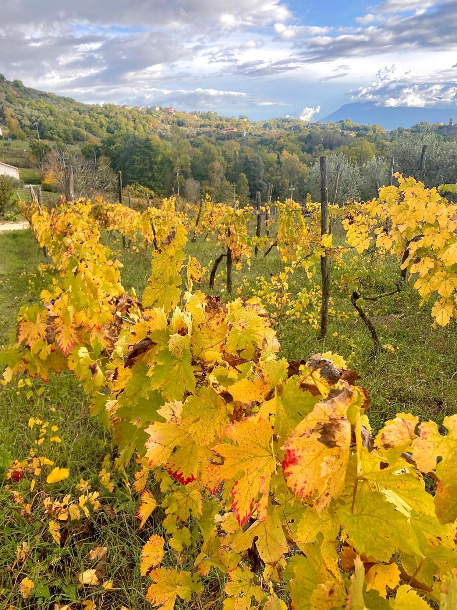 Paliano Donna Vittori - Borgo Agricolo 아파트 호텔 외부 사진