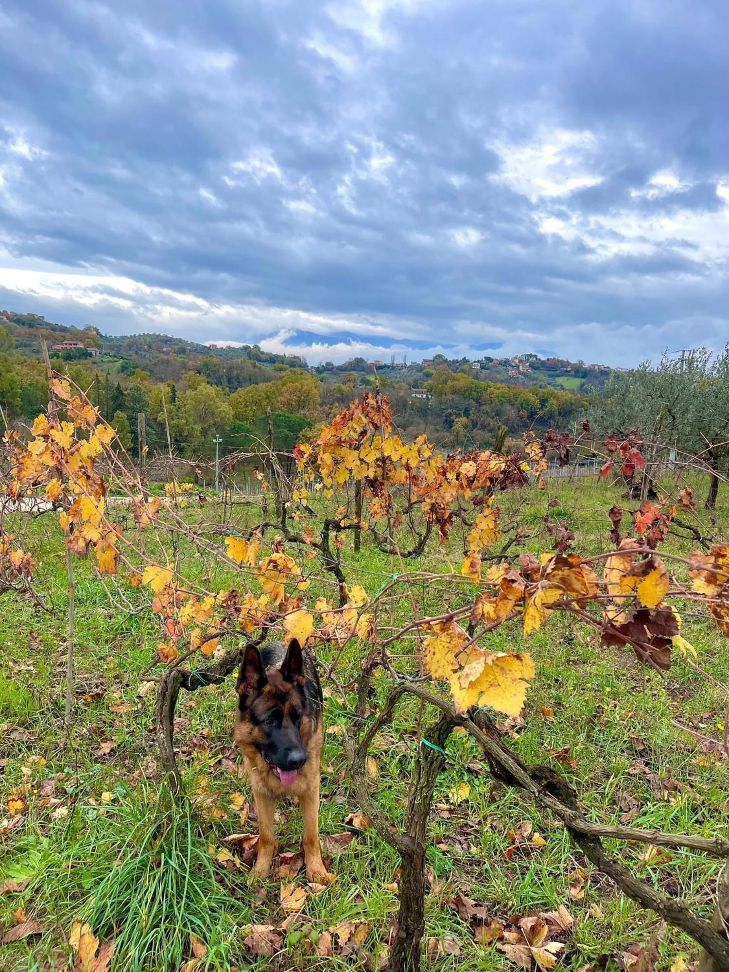 Paliano Donna Vittori - Borgo Agricolo 아파트 호텔 외부 사진